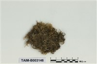 藏品(絹苔科)的圖片